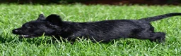 Labradoodle dogs for sale: Jackson - Ad 9