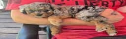Mini Aussiedoodle dogs for sale: Caramel - Ad 12