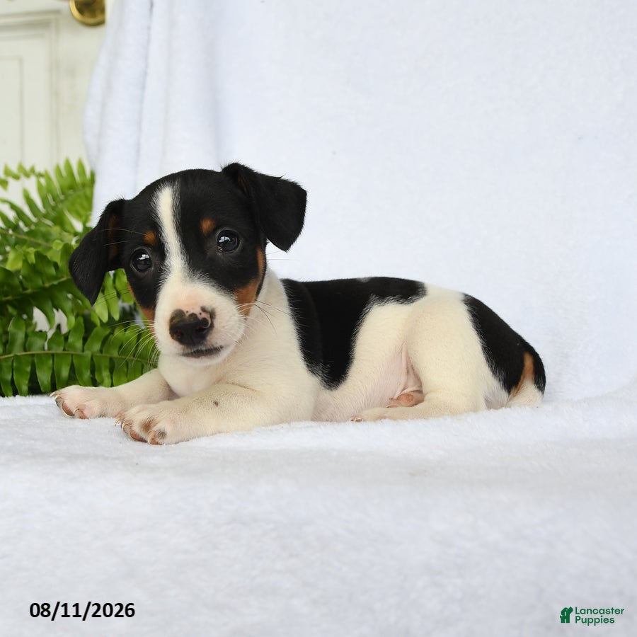 Jack Russell Terrier dogs Alexander - Ad 2