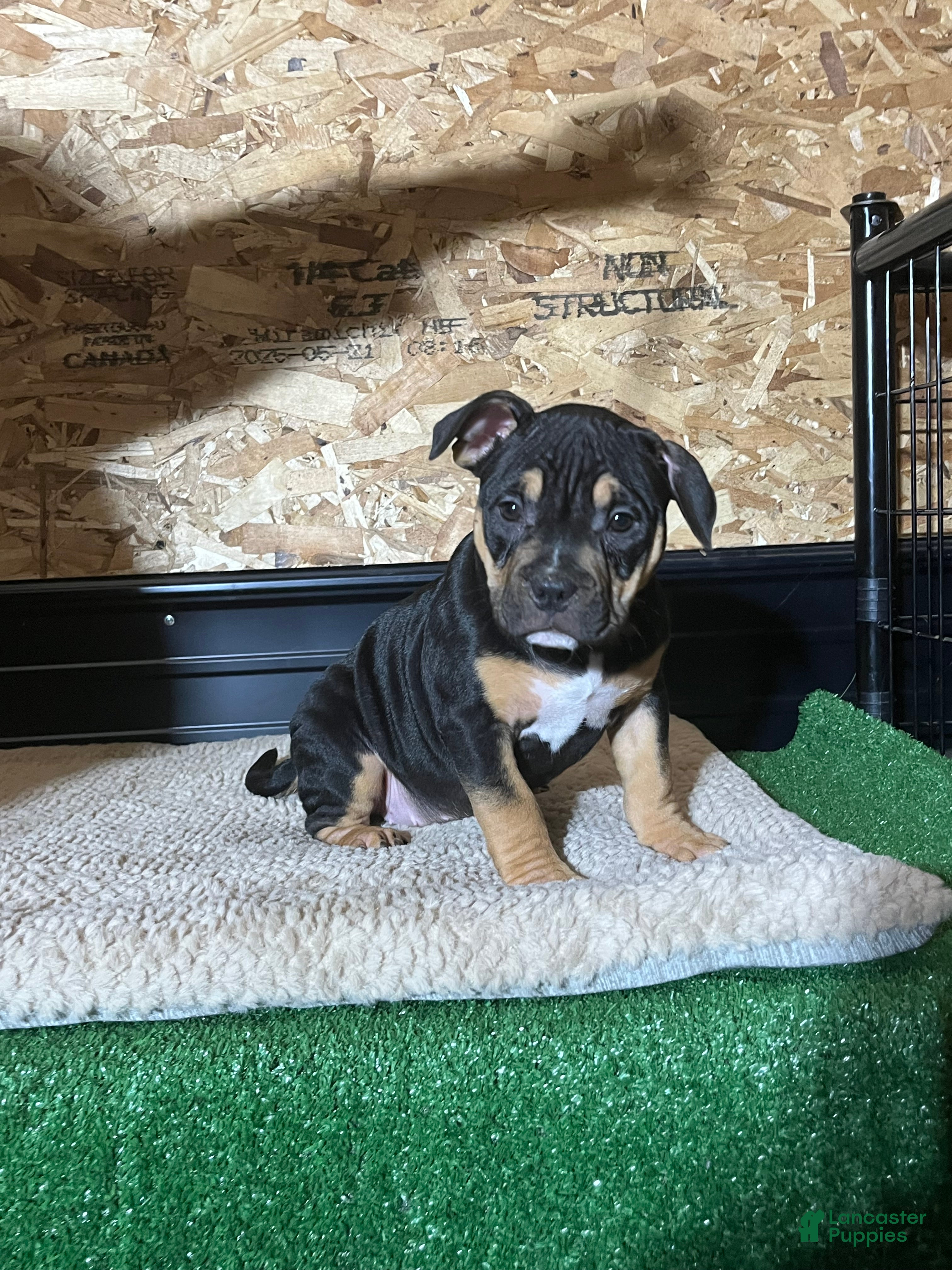 American Bully dogs Trixie - Ad 16