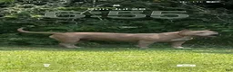 American Bully dogs for sale: Katarra  - Ad 6