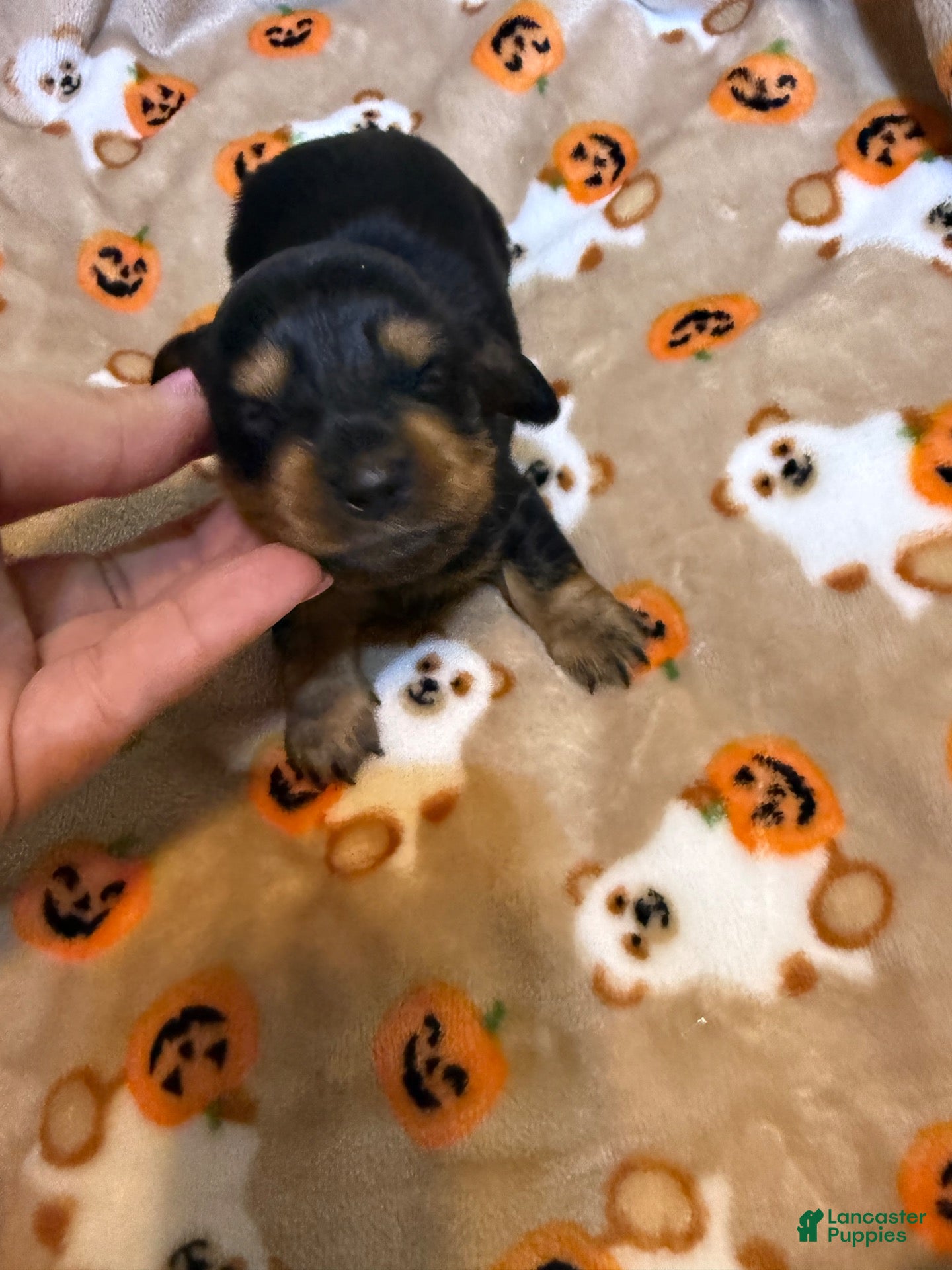 Miniature Dachshund dogs Black tan longhair female  - Ad 2