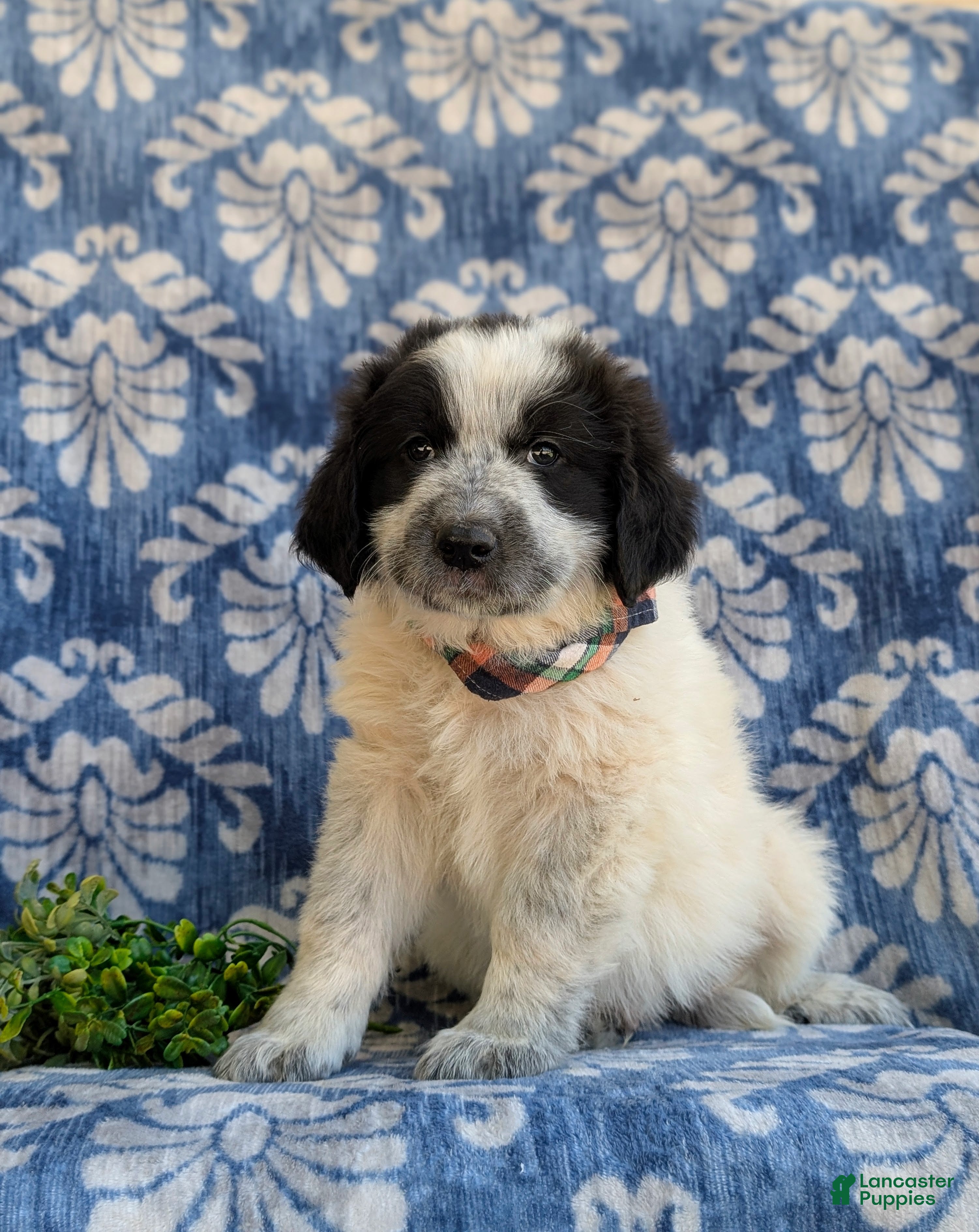 Mixed Breed dogs Moore - Ad 1