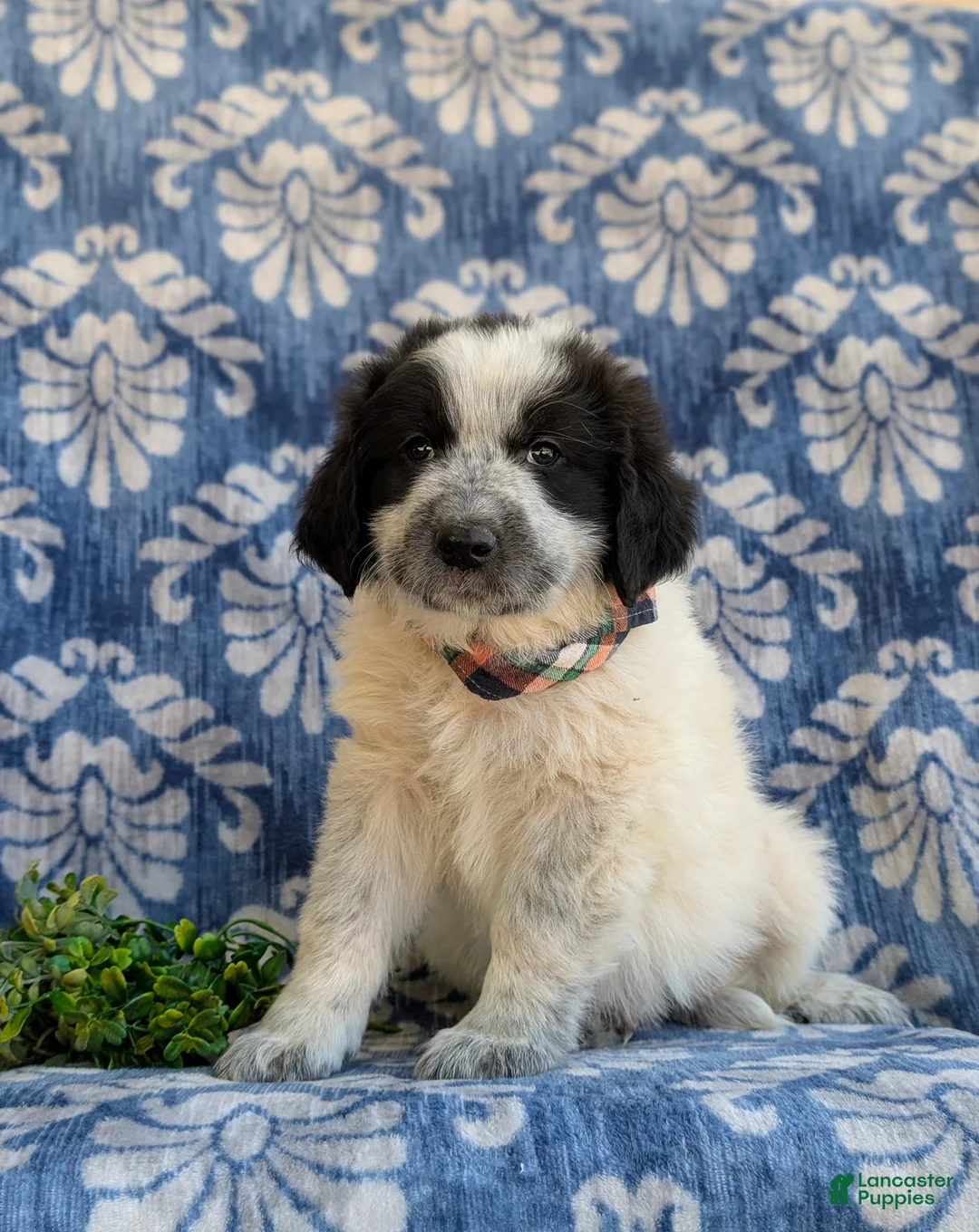 Mixed Breed dogs for sale: Moore - Ad 1