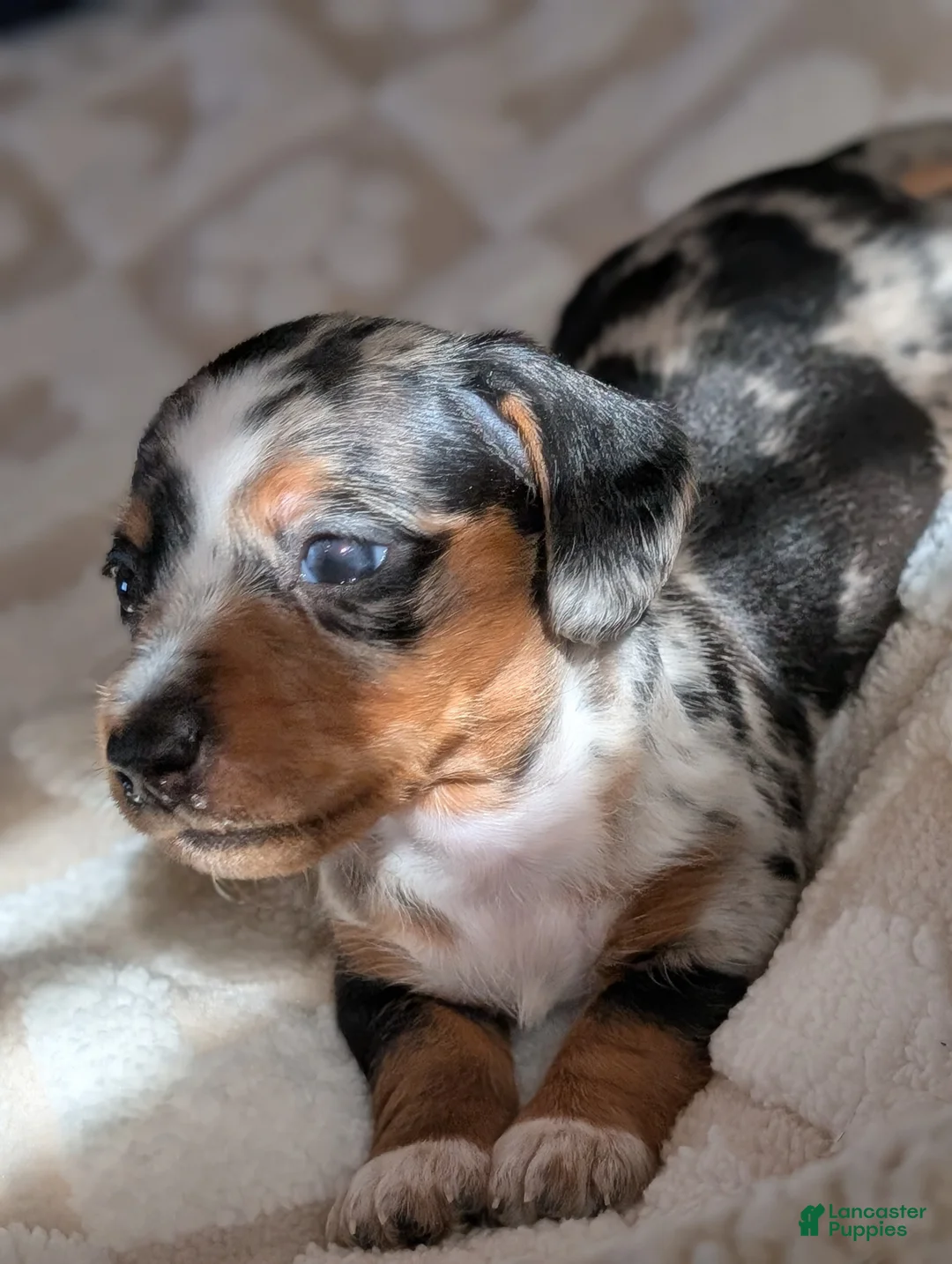 Miniature Dachshund dogs for sale: Miniature Dachshund Puppy 1 - Ad 1