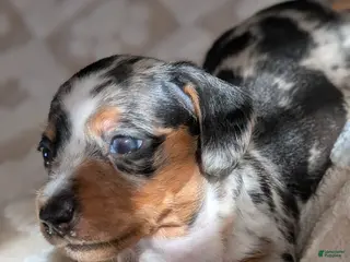 Miniature Dachshund dogs Miniature Dachshund Puppy 1 - Ad 7