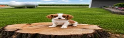 Cavalier King Charles Spaniel dogs for sale: Liam Cavalier King Charles Spaniel Puppy  - Ad 11