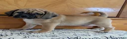 Puggle dogs for sale: Chance  - Ad 9