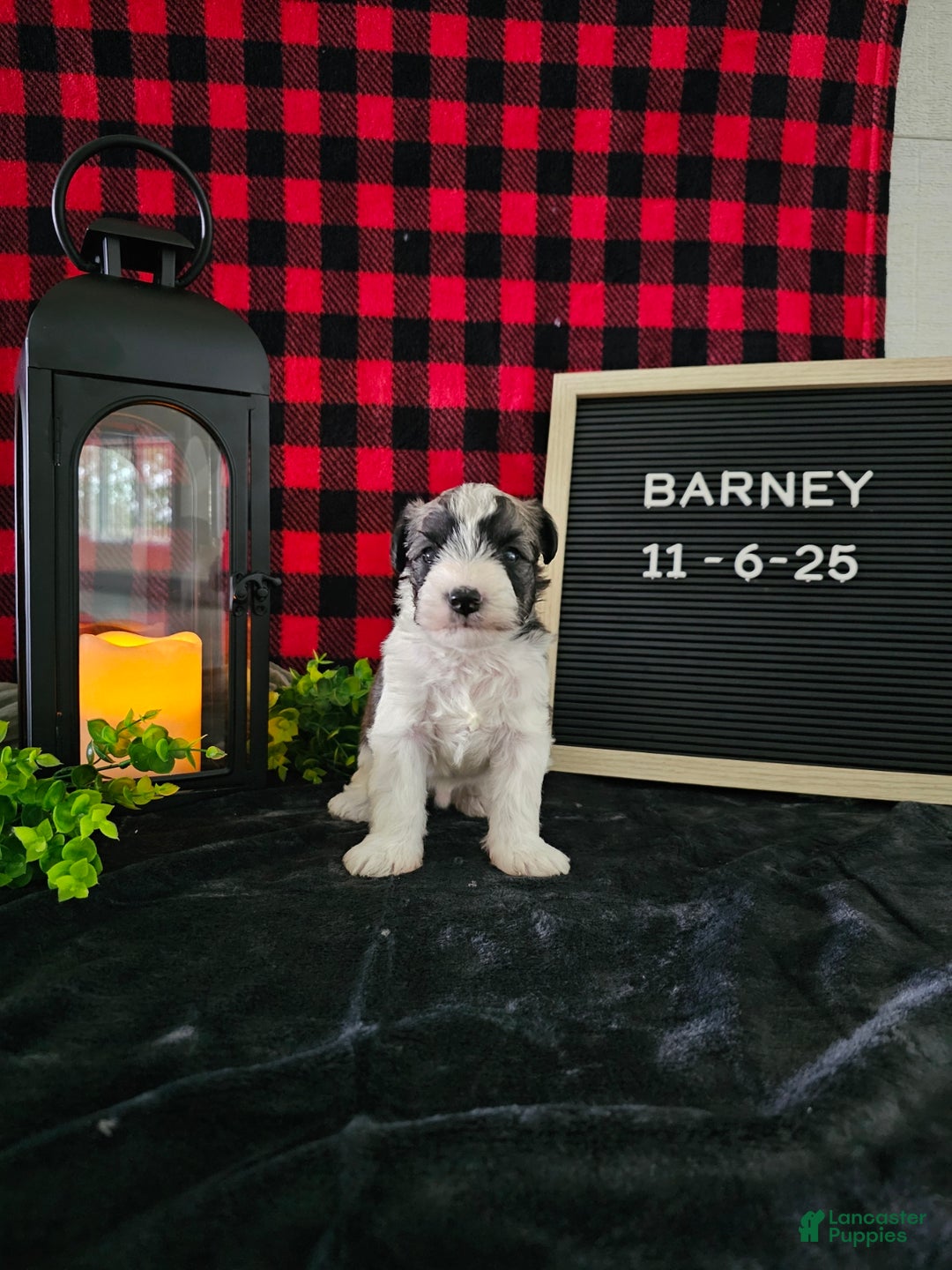Miniature Schnauzer dogs for sale: Barney - Ad 8