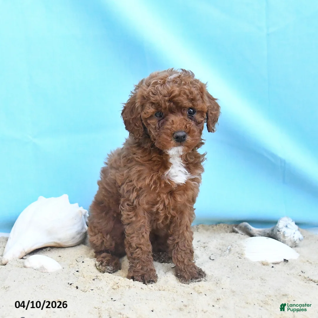 Yorkiepoo dogs for sale: Crystal - Ad 1