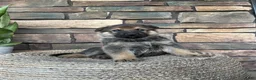German Shepherd dogs for sale: Knox - Ad 3