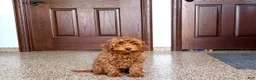 Cavapoo dogs for sale: Cavapoo F1b male Puppy 3 - Ad 6