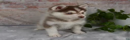 Pomsky dogs for sale: Gracie - Ad 3