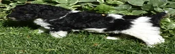 Standard Poodle dogs for sale: Standard Poodle 3 Black Tri - Ad 5