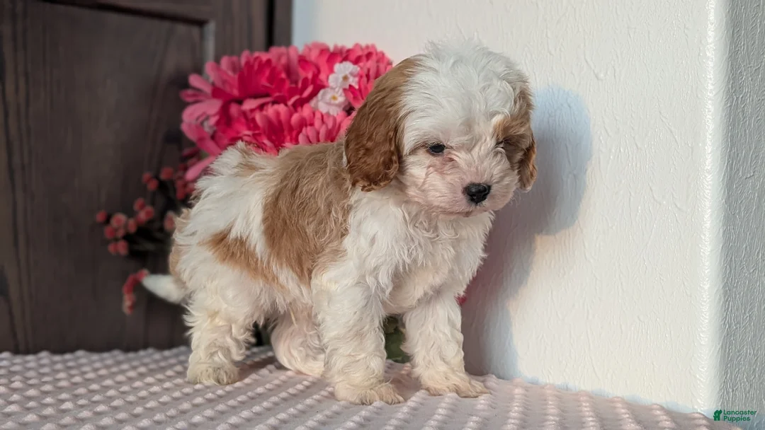 Cavapoo dogs for sale: Tripp - Ad 2