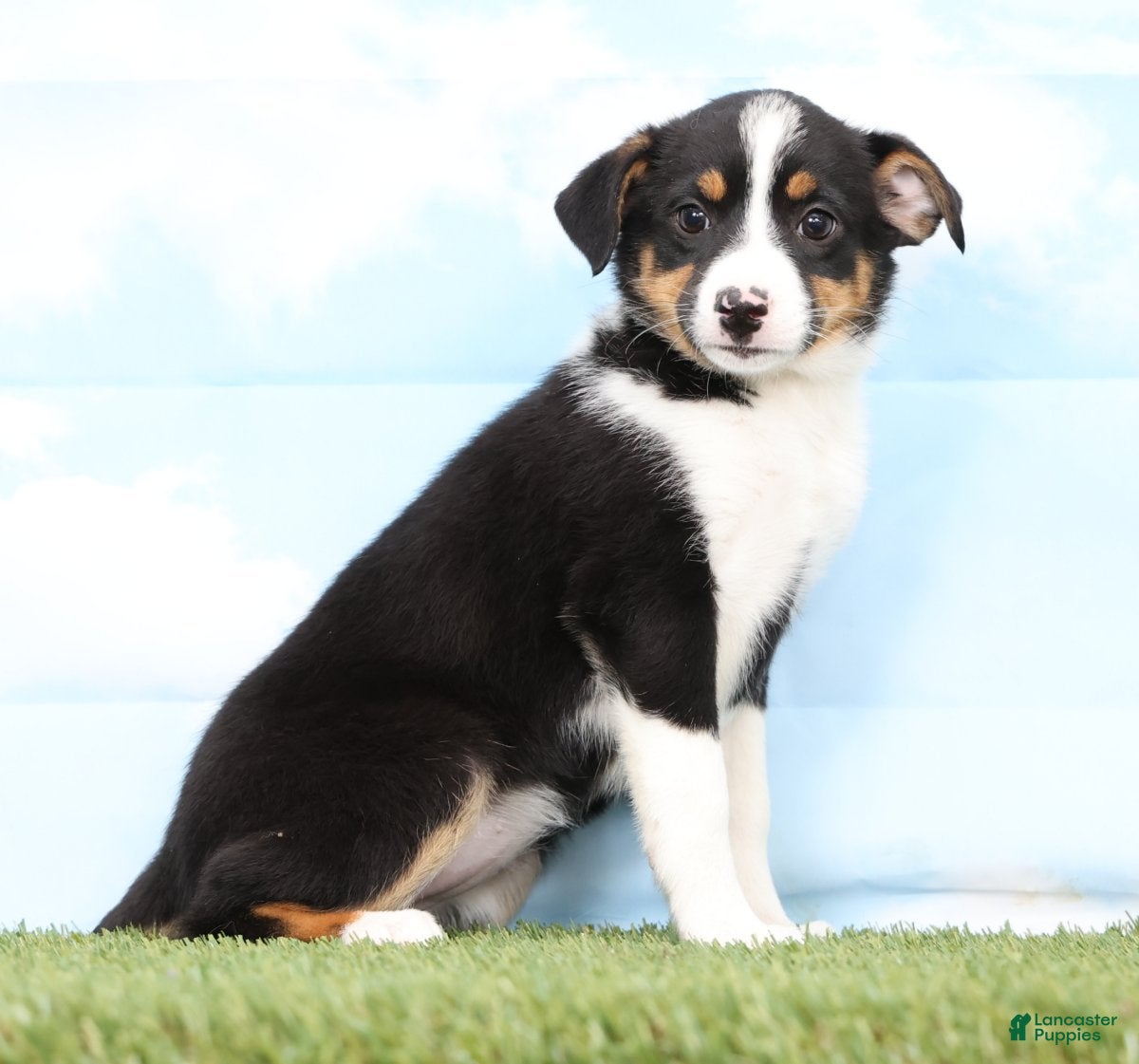 Mixed Breed dogs Beauty - Ad 1