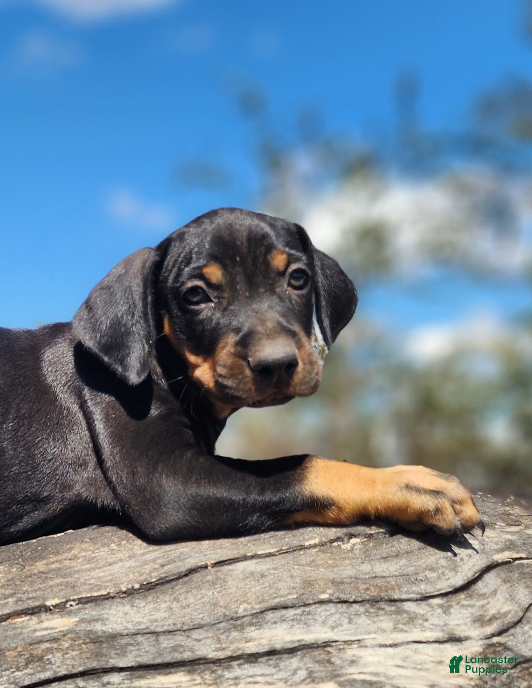 Catahoula Leopard Dog dogs for sale: Bug 2025 Female 2 - Ad 1