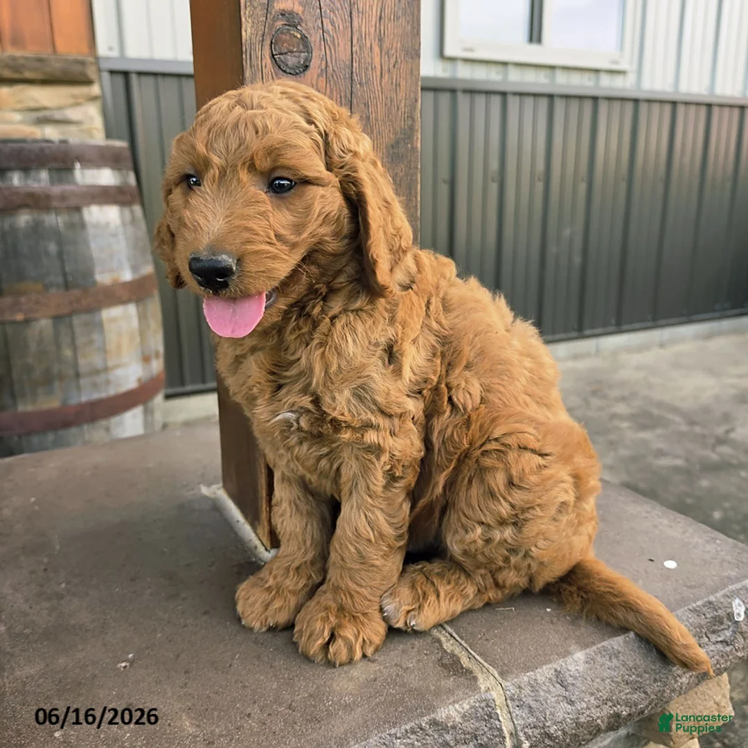 Goldendoodle dogs for sale: Jasper - Ad 2