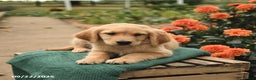 Golden Retriever dogs for sale: Paisley - Ad 5