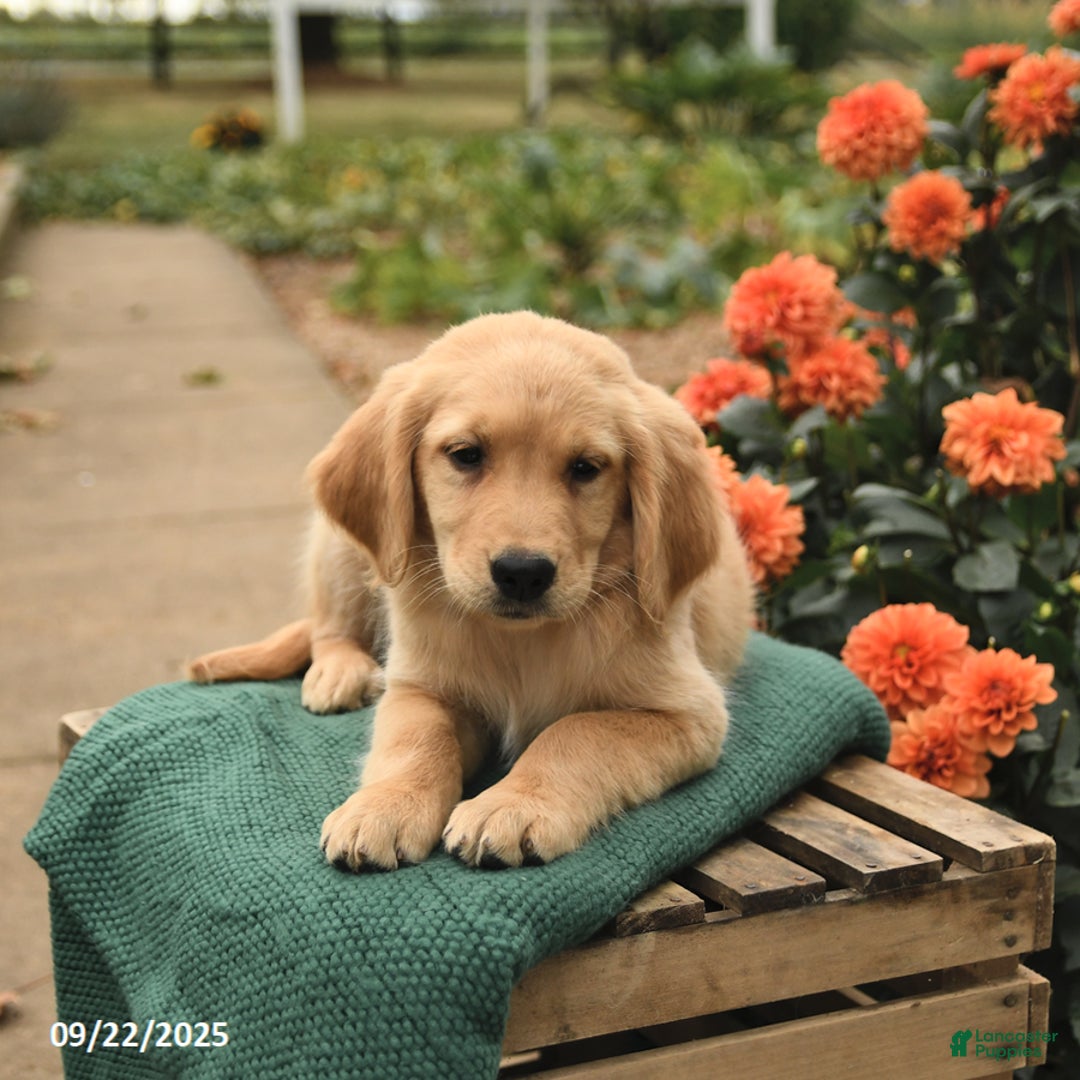 Golden Retriever dogs for sale: Paisley - Ad 5