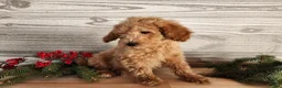 Mini Goldendoodle dogs for sale: Dover - Ad 5