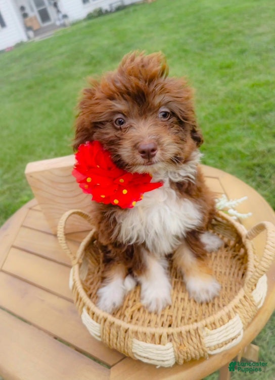 Aussiedoodle dogs Winter Melon - Ad 1