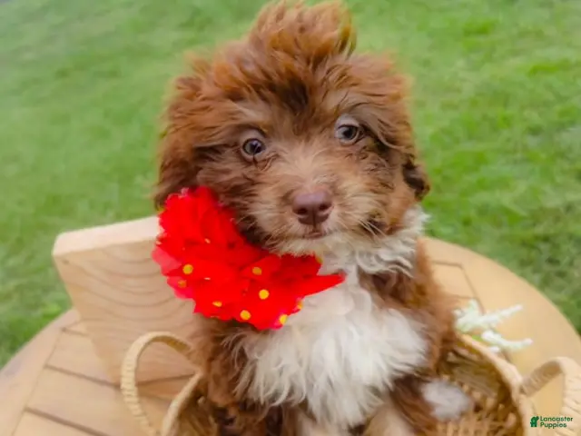 Aussiedoodle dogs for sale: Winter Melon - Ad 1