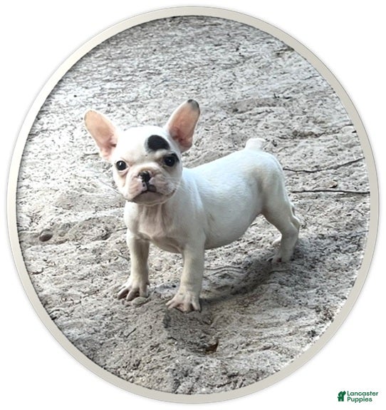 Frenchton dogs Frenchton #67 - Ad 1