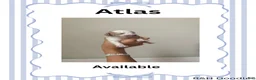 Mini Goldendoodle dogs for sale: Atlas - Ad 1