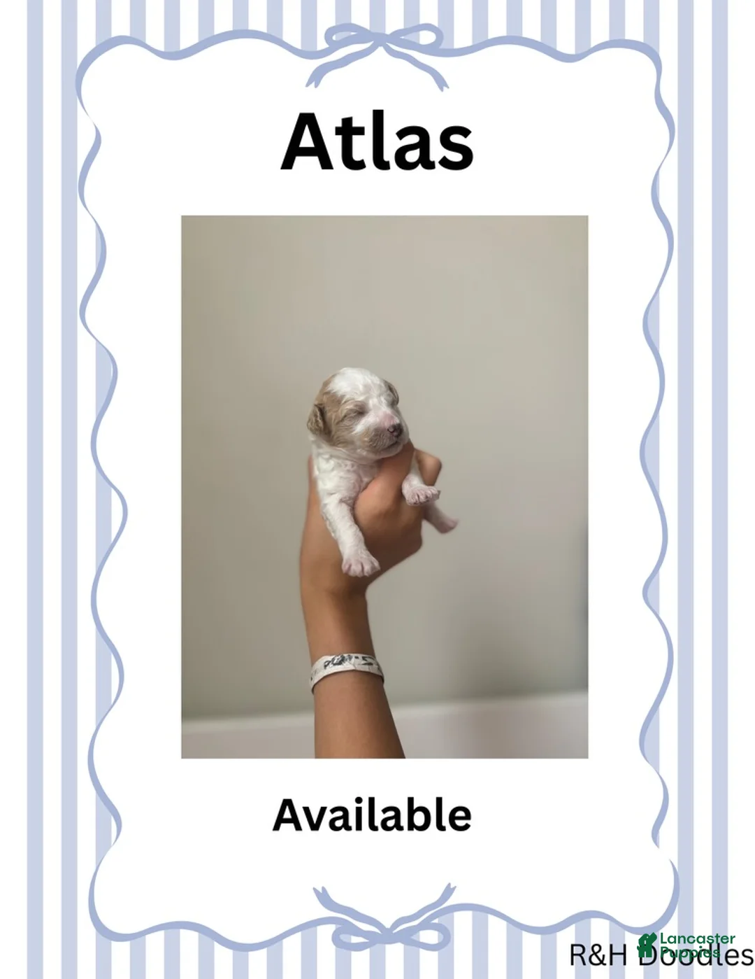 Mini Goldendoodle dogs for sale: Atlas - Ad 1