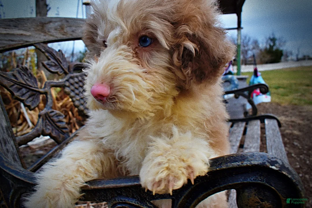 Havapoo dogs for sale: Webster - Ad 6