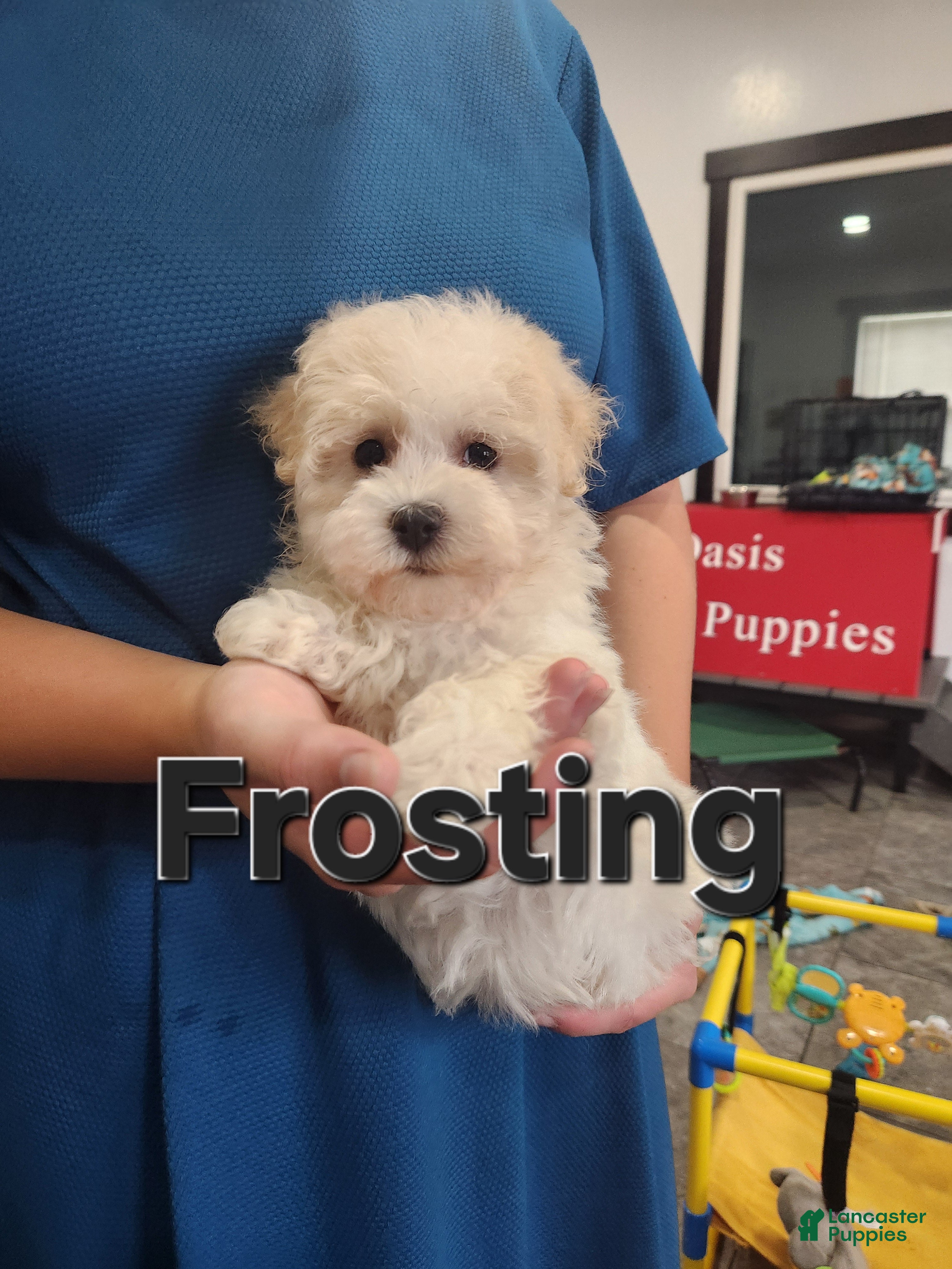 Havanese dogs FROSTING - Ad 2