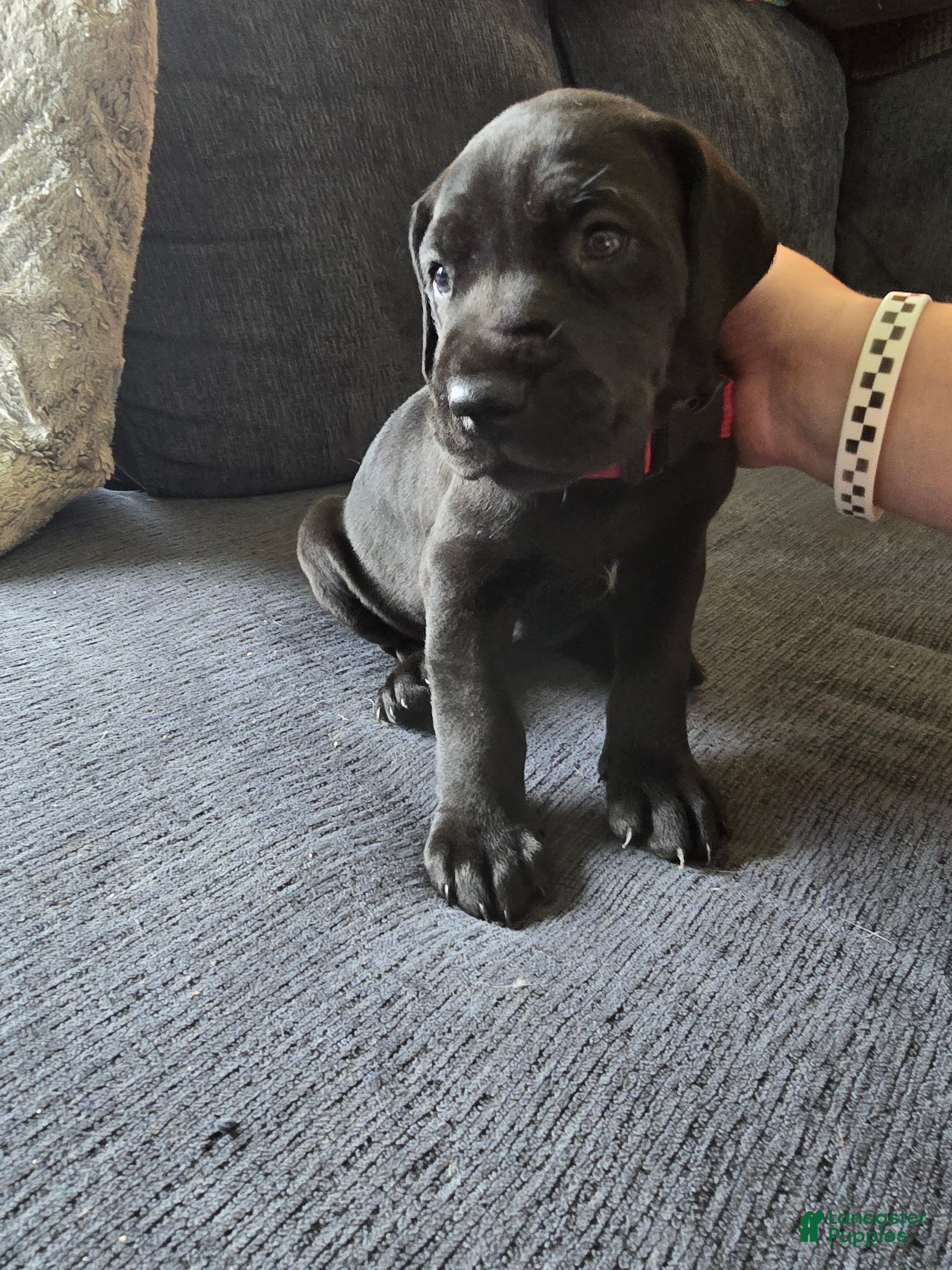 Mixed Breed dogs Red - Ad 1