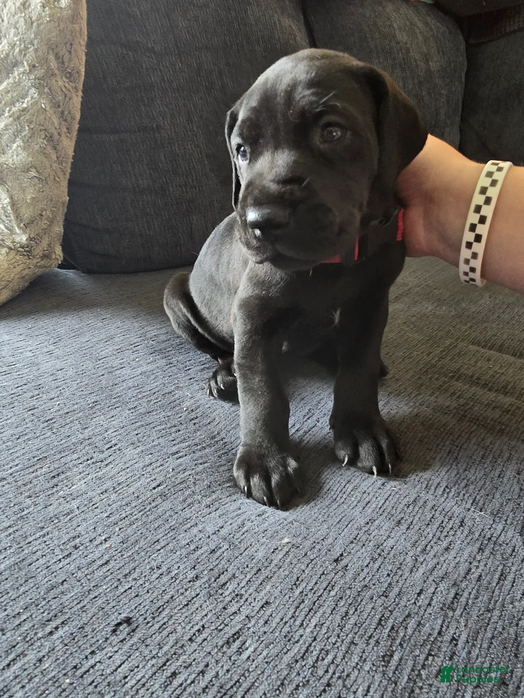 Mixed Breed dogs for sale: Red - Ad 1
