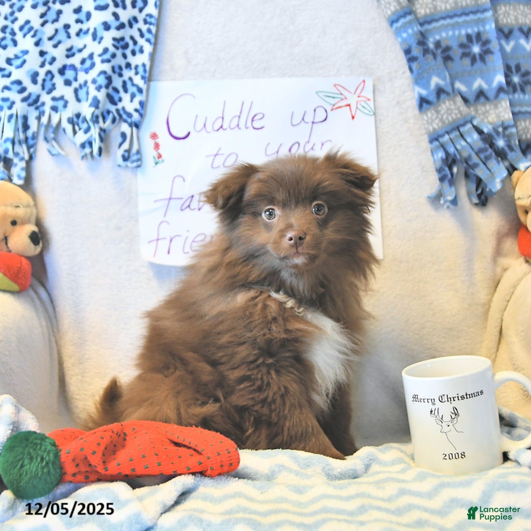 Mixed Breed dogs for sale: Darby - Ad 15