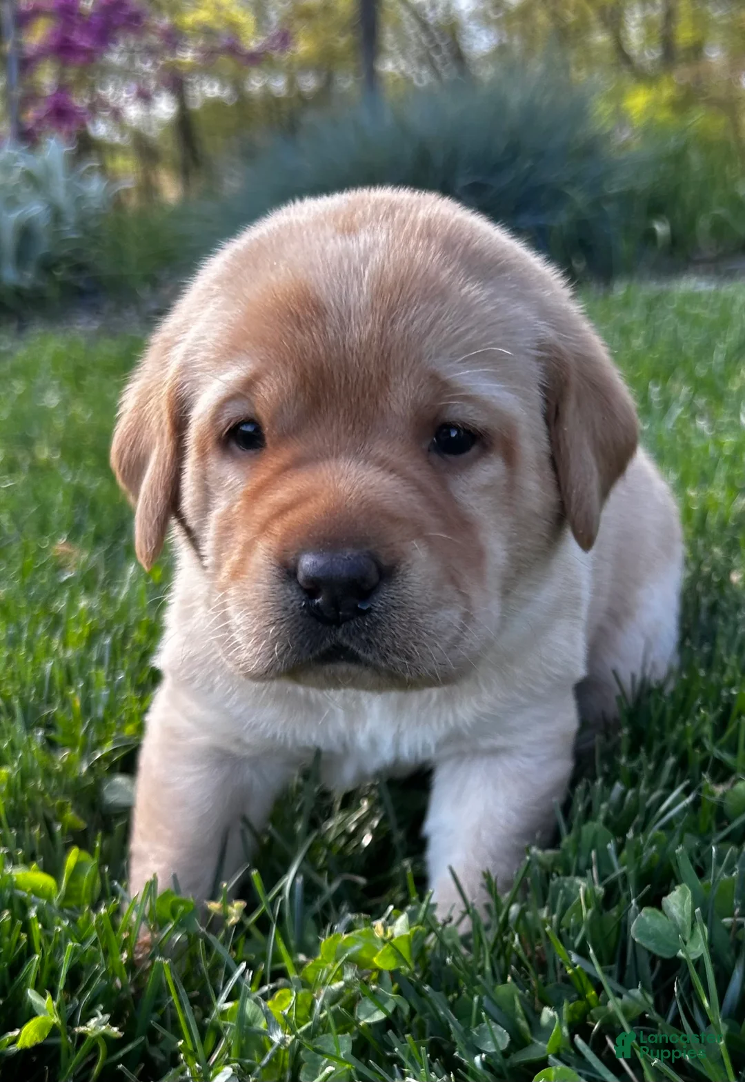 Labrador Retriever dogs for sale: Natasha - Ad 2