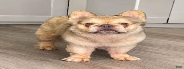 Husky