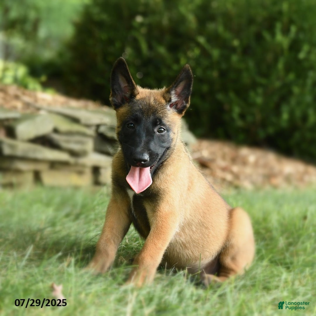 With a tail Belgian Malinois Puppies for sale Lancaster Puppies