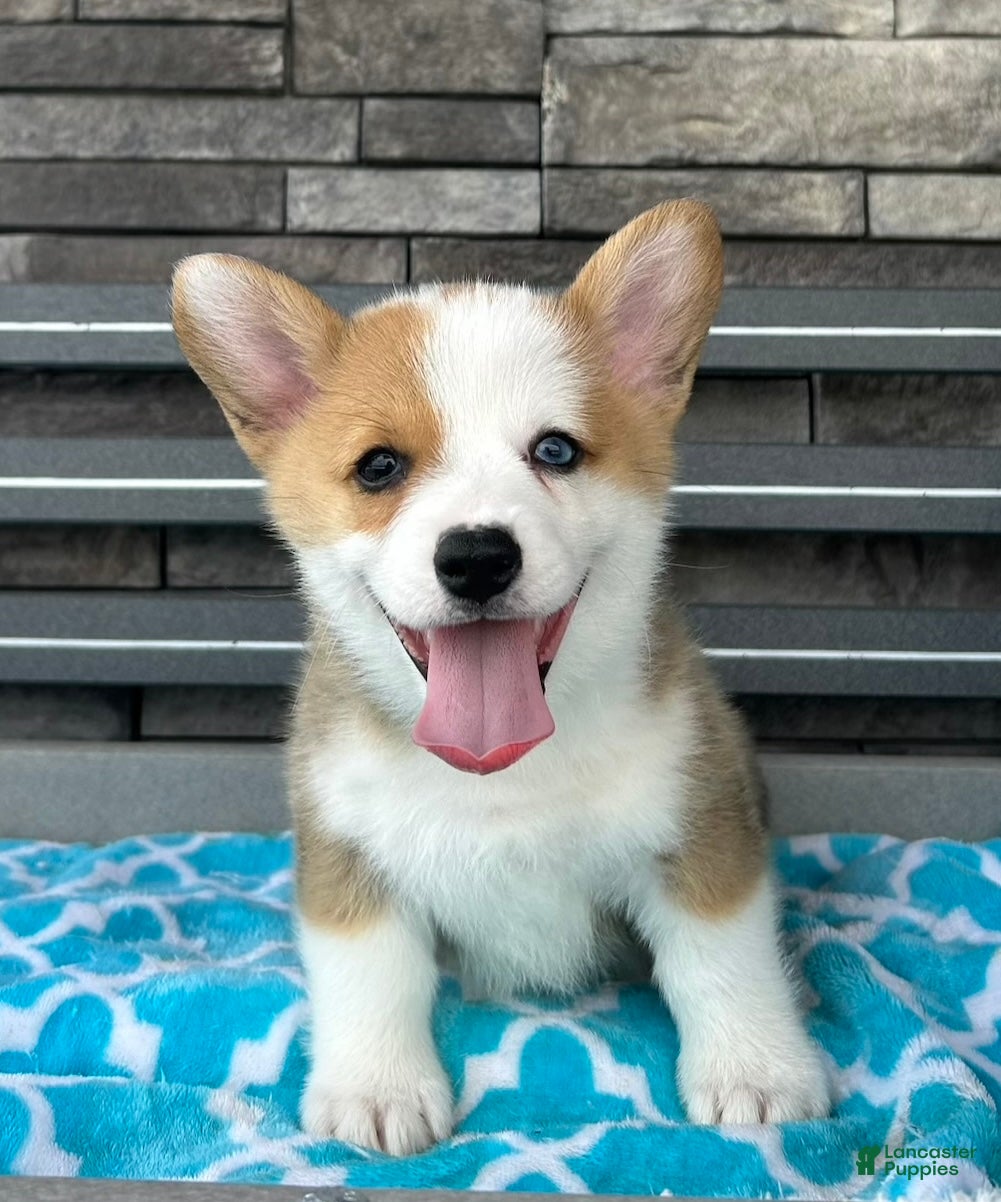 Welsh Corgi Pembroke dogs David Welsh Corgi Pembroke Puppy  - Ad 1