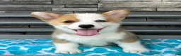 Welsh Corgi Pembroke dogs for sale: David Welsh Corgi Pembroke Puppy  - Ad 4