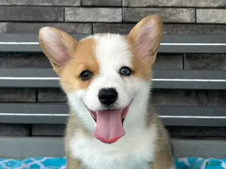 Welsh Corgi Pembroke dogs for sale: David Welsh Corgi Pembroke Puppy - Ad 2