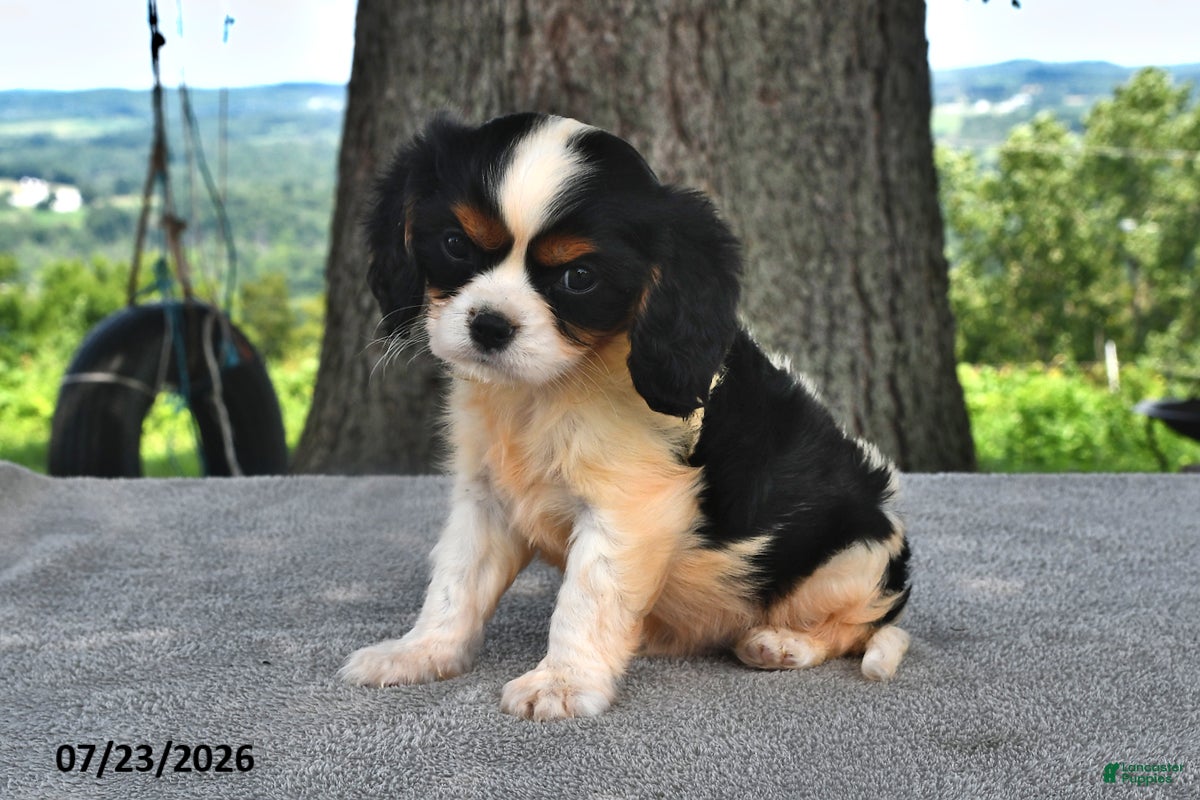 Cavalier King Charles Spaniel dogs for sale: Mickey - Ad 1