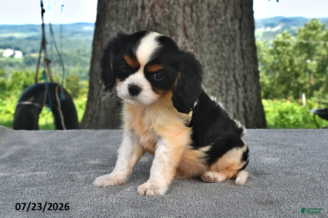 Cavalier King Charles Spaniel dogs for sale: Mickey - Ad 1