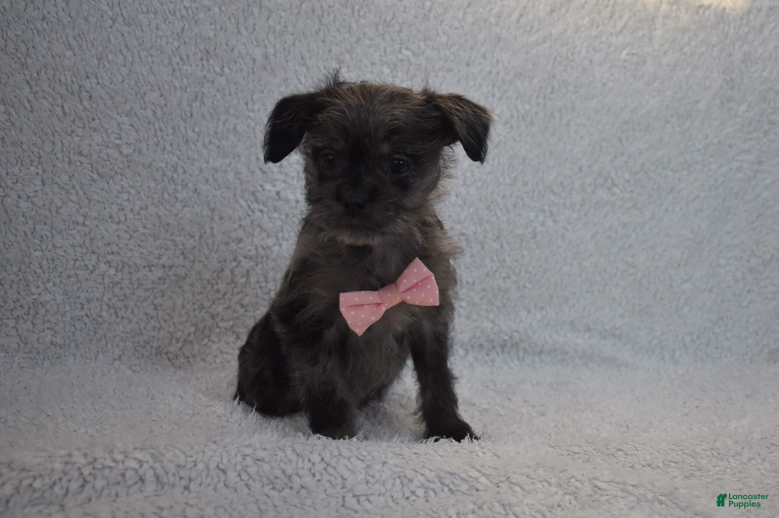 Mixed Breed dogs Tiny  - Ad 40