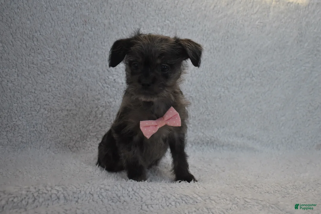 Mixed Breed dogs for sale: Tiny  - Ad 1
