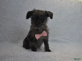 Mixed Breed dogs Tiny - Ad 40