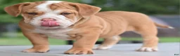 Mixed Breed dogs for sale: Hercules Bulldog hybrid  - Ad 33