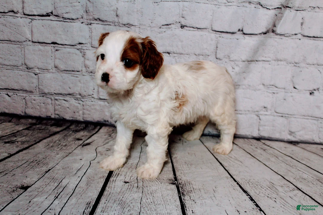 Cavalier King Charles Spaniel dogs for sale: Leonard - Ad 6