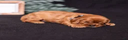 Cavalier King Charles Spaniel dogs for sale: Einstein - Ad 3