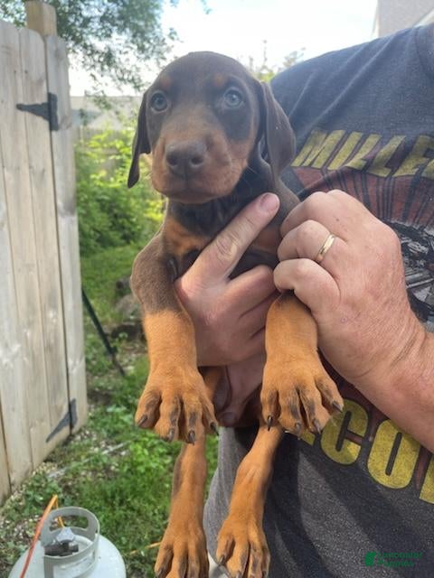 Doberman Pinscher dogs Doberman Pinscher Puppy 6 - Ad 28